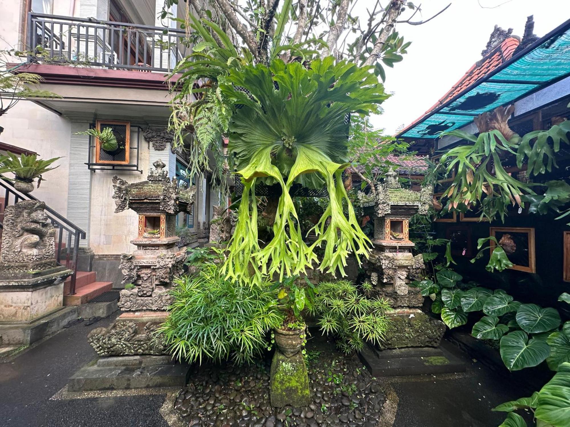 Naeera Guest House ウブド エクステリア 写真